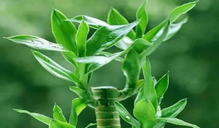 富贵竹怎么水养才旺盛(富贵竹怎么土养才旺盛) 富贵竹怎么水养才旺盛(富贵竹怎么土养才旺盛)