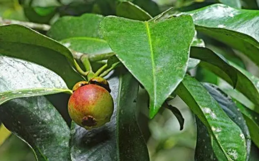 山竹树在北方能结果吗(山竹树北方能栽吗) 山竹树在北方能结果吗(山竹树北方能栽吗)