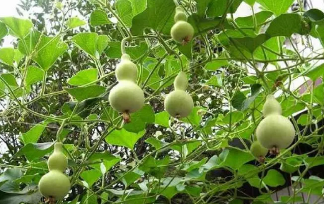 床头朝西一般挂几个葫芦(床头应该挂几个葫芦) 床头朝西一般挂几个葫芦(床头应该挂几个葫芦)