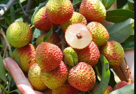 妃子笑荔枝多少钱一斤2022(妃子笑荔枝多少钱一箱) 妃子笑荔枝多少钱一斤2022(妃子笑荔枝多少钱一箱)