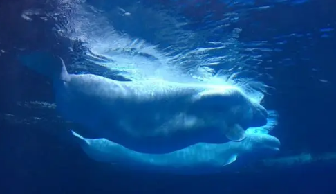 武汉海昌极地海洋公园上午去还是下午去(武汉海洋海昌极地公园为什么要门票)