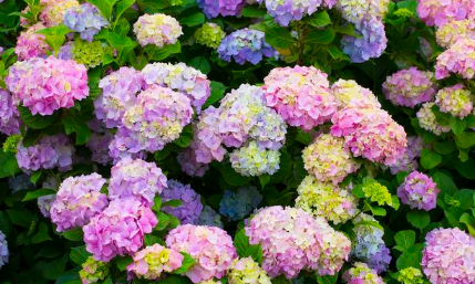 绣球花为什么不吉利(重瓣绣球花为什么不吉利)