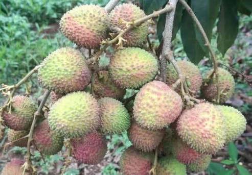 妃子笑荔枝核大还是小(妃子笑的核是大还是小)