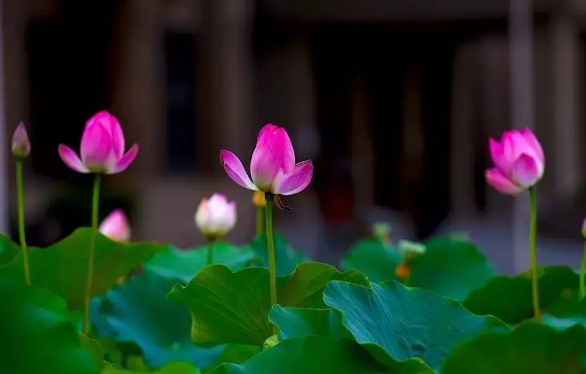 小暑和入伏是一回事吗(小暑就是入伏了吗) 小暑和入伏是一回事吗(小暑就是入伏了吗)