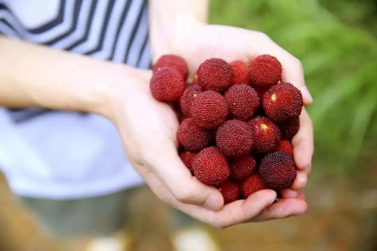 杨梅里面的小白虫可以吃吗(不小心吃了杨梅里的小白虫会怎么样)