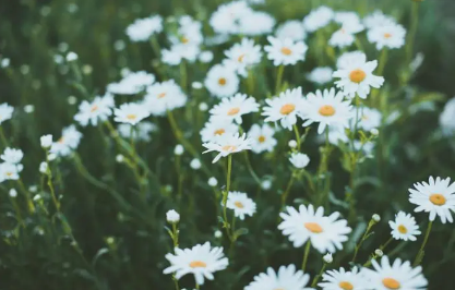 小雏菊夏天开花吗(小雏菊什么季节开花)