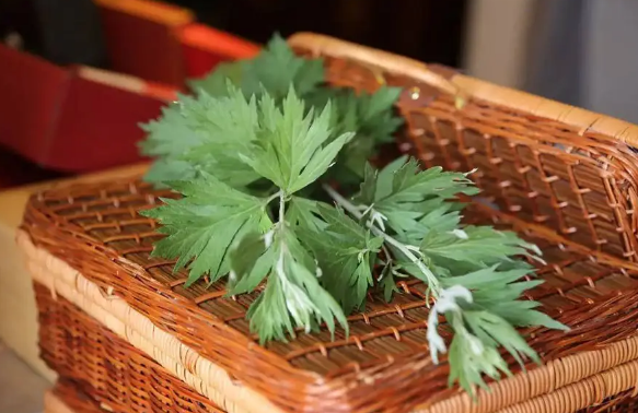 艾蒿能吃吗怎么吃(野艾蒿可以吃吗,怎么吃)