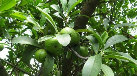 山竹一年结几次果(山竹几年开花结果一次)