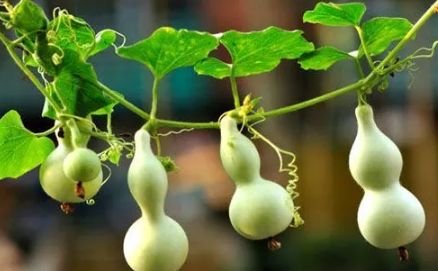 葫芦摆窗台中间好还是两边好(客厅窗台上摆放葫芦好不好)