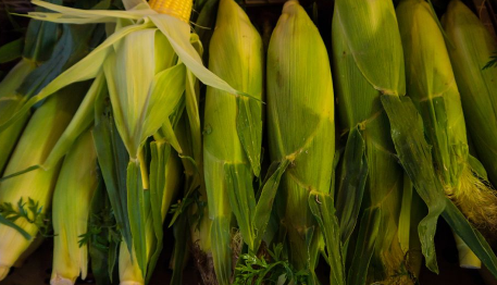 粽子叶是什么植物的叶子(南方粽子叶是什么植物的叶子)