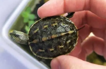 养草龟要一直放在水里吗(草龟可以放在水里养吗)