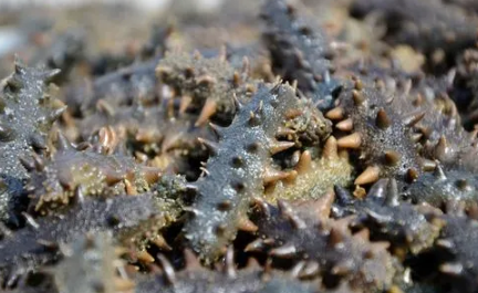 海参如何泡发(海参如何泡发营养不流失)