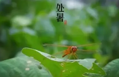 2022处暑过后今年天气还热吗(2022年天气会更热吗) 2022处暑过后今年天气还热吗(2022年天气会更热吗)