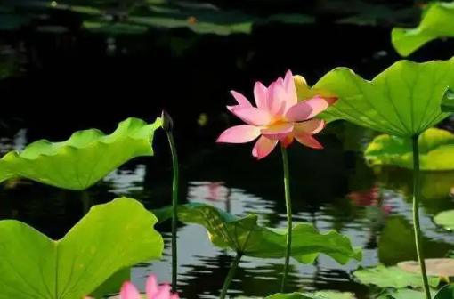 2022年7月几号入头伏(头伏是几月几号2022年)