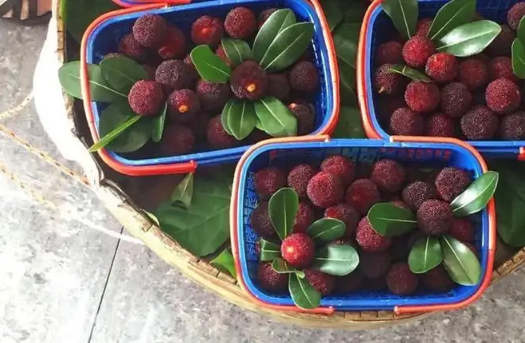 杨梅没用盐水泡就吃了怎么办(杨梅没有用盐水泡就吃了会怎样)