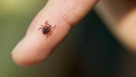 蜱虫一般在哪里会出现(蜱虫都在哪里出现)