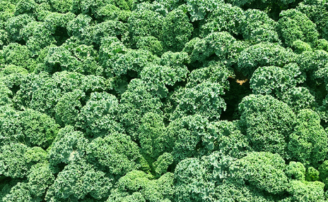 羽衣甘蓝是生菜吗(羽衣甘蓝是芥菜吗)