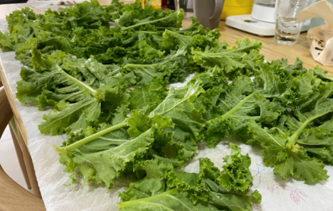 羽衣甘蓝的根茎为啥不能吃(羽衣甘蓝只吃叶子吗)