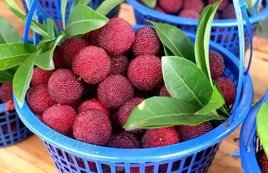 吃杨梅核能帮助消化吗(吃杨梅核的好处) 吃杨梅核能帮助消化吗(吃杨梅核的好处)