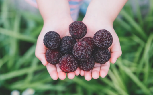 杨梅核吞进肚子会打灰尘吗(误吞了杨梅核怎么办)