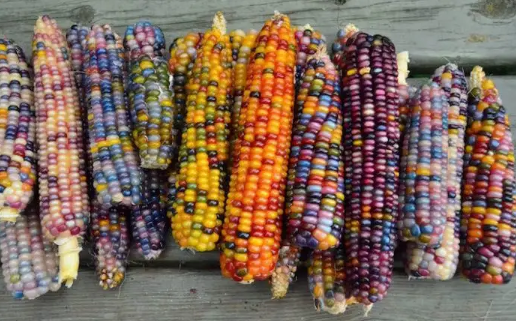 彩色玉米是转基因还是杂交(杂交玉米与转基因的区别)