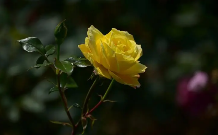 月季花叶子发黄枯萎是怎么回事(月季花叶子发黄有黑斑是怎么回事)