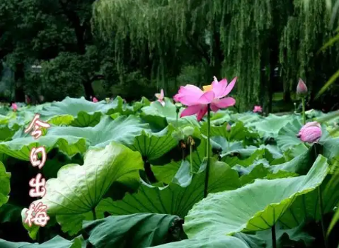 2022年7月几号出梅(2021年6月几号入梅,几号出梅)