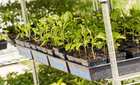 过了处暑还能不能种菜(大暑过后可以种什么菜)