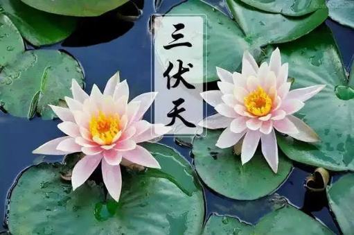 2022年三伏天一伏多少天(2021年三伏天)