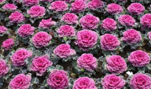 羽衣甘蓝长什么样子图片(羽衣甘蓝高清图片大全) 羽衣甘蓝长什么样子图片(羽衣甘蓝高清图片大全)