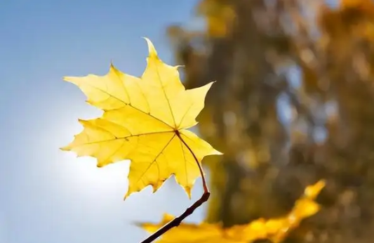 2022年立秋在中伏还是末伏(伏天是什么时候开始的2021立秋)