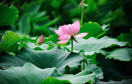 什么时候进入三伏天2022年(2022年到2035年三伏天时间)