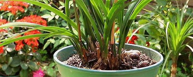 建兰花怎么养殖(建兰怎么养殖方法)