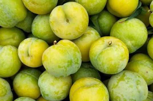 蜂糖李可以放冰箱吗(蜂糖李怎么保存)