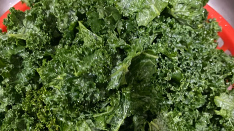 羽衣甘蓝的根茎为啥不能吃(羽衣甘蓝只吃叶子吗) 羽衣甘蓝的根茎为啥不能吃(羽衣甘蓝只吃叶子吗)