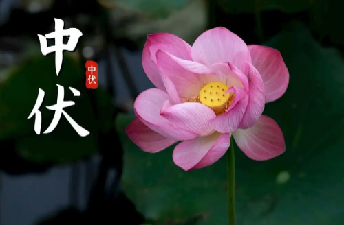 2022年中伏是十天还是二十天(哪年中伏是十天)