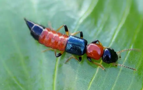 隐翅虫毒液堪比硫酸真的假的(隐翅虫体液有毒吗) 隐翅虫毒液堪比硫酸真的假的(隐翅虫体液有毒吗)