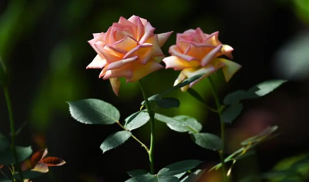 月季花叶子发黄枯萎是怎么回事(月季花叶子发黄有黑斑是怎么回事) 月季花叶子发黄枯萎是怎么回事(月季花叶子发黄有黑斑是怎么回事)