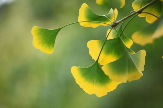 2022年立秋在中伏还是末伏(伏天是什么时候开始的2021立秋)