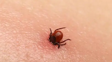 蜱虫一般在哪里会出现(蜱虫都在哪里出现) 蜱虫一般在哪里会出现(蜱虫都在哪里出现)