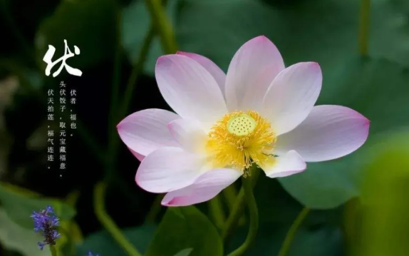 初伏吃什么食物好养生(初伏的饮食)