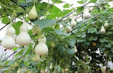 葫芦挂在家里哪里招财(葫芦放在家里的什么位置招财)