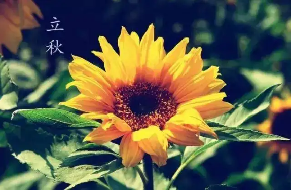 2022年8月几号立秋(2022啥时候立秋)