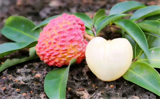 荔枝常温下一般能放几天(荔枝能在常温下放多长时间) 荔枝常温下一般能放几天(荔枝能在常温下放多长时间)