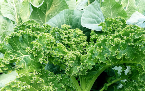 羽衣甘蓝是生菜吗(羽衣甘蓝是芥菜吗)