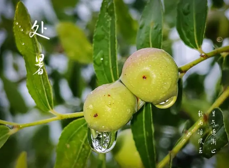 2022处暑过后就是秋天了吗(处暑是哪一天2021年的处暑) 2022处暑过后就是秋天了吗(处暑是哪一天2021年的处暑)