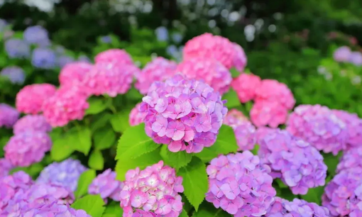 2022年7月有什么节日和纪念日(2022年的七月份)