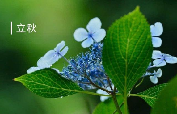 2022年是上午立秋还是下午立秋(2021年立秋是上午立秋还是下午立秋)