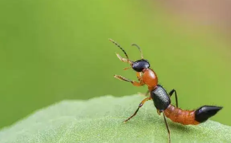 隐翅虫毒液堪比硫酸真的假的(隐翅虫体液有毒吗)