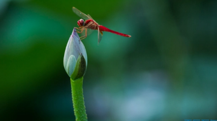 2022是中伏热还是末伏热(末伏热还是初伏热) 2022是中伏热还是末伏热(末伏热还是初伏热)